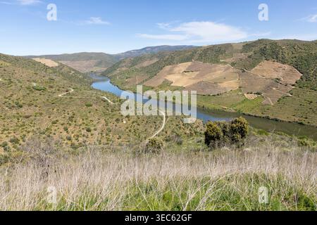 Fleuve Douro coulant à travers une vallée profonde, entouré de collines en terrasses et de vignobles sous un ciel bleu clair, créant un paysage pittoresque Banque D'Images