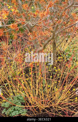 Début du printemps, fin de l'hiver bordure du jardin. Floraison Hamamelis Aphrodite sorcière noisetier, Cornus sanguinea Midwinter Fire Dogwood et Winter aconite.UK Banque D'Images