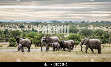 Petit groupe d'éléphants de brousse d'Afrique avec des veaux allaitant dans le parc national du Grand Kruger, Afrique du Sud ; espèce Loxodonta africana famille d'éléphants Banque D'Images