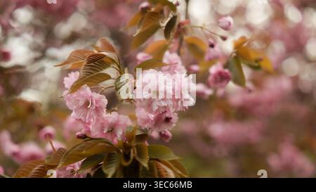 Fleur de cerisier dans le parc au printemps. Sakura cerise avec fleurs floues et fond bokeh léger. Fleurs de sakura rose doux sur fleur floue Banque D'Images