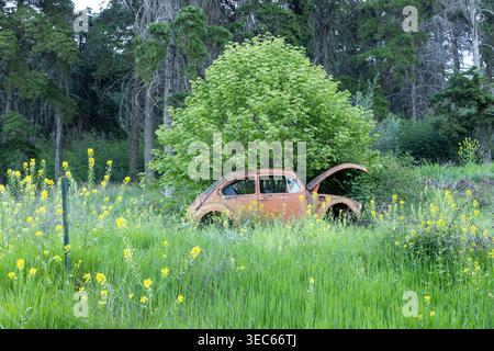 Voiture vintage rouillée en décomposition dans une prairie verte vibrante avec des fleurs sauvages jaunes, la nature récupérant la vieille technologie. Concentrez-vous sur la négligence et l'environnement int Banque D'Images
