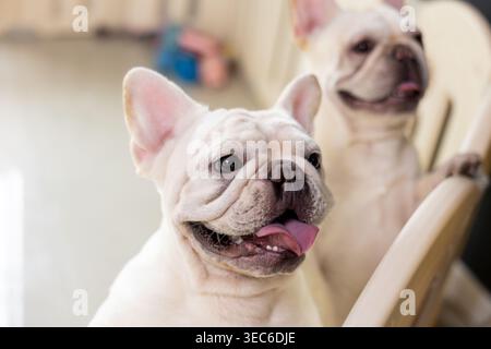 Adorable animal de bouledogue français blanc montre une expression heureuse posant pour une photographie de portrait à l'intérieur d'une pièce lumineuse aux côtés d'un deuxième chiot mignon près du cha en bois Banque D'Images