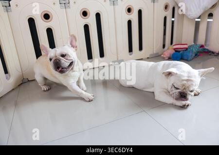 Joyeux bouledogue français blanc debout de manière ludique à côté d'un autre animal de compagnie de chien au repos à l'intérieur d'un parc en plastique sur le sol intérieur carrelé, montrant joyeux animal expr Banque D'Images