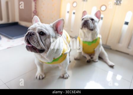 Chien animal bouledogue français mignon animal de compagnie portant des vêtements de chemise jaune vif debout sur le sol de carrelage intérieur regardant très curieux et alerte attendant patiemment Banque D'Images