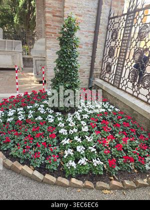 Lit de fleurs cyclamen rouge et blanc avec topiaire conique à l'extérieur de la tombe de Dante (tomba di Dante), Ravenne, Emilie-Romagne, Italie. Banque D'Images
