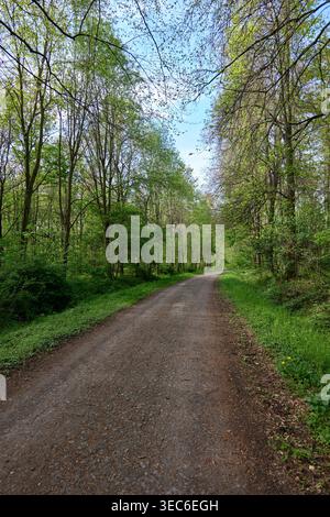Altenburg, Allemagne : chemin forestier et boisé dans la forêt de la ville d'Altenburg par une journée ensoleillée en avril Banque D'Images