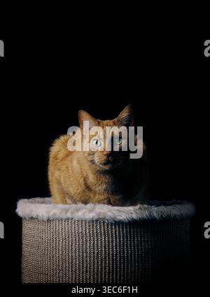 Dark Potrait de chat gingembre assis sur un poteau de grattage et regardant la caméra. Image verticale avec fond noir. Banque D'Images