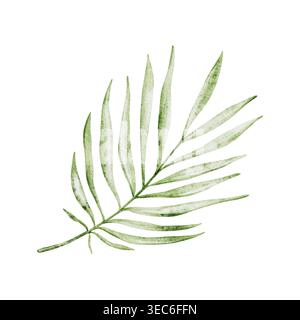 Aquarelle Areca Palm, feuille de Dypsis. Illustration botanique à l'aquarelle peinte à la main. Feuilles tropicales pour tissus, cartes, invitations, mariages et Banque D'Images
