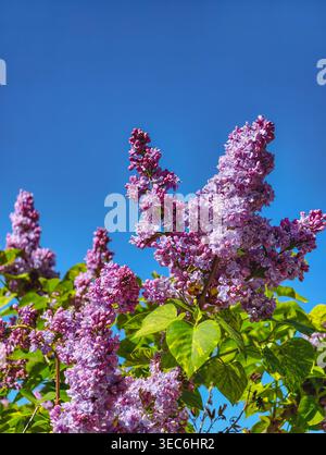 Vue rapprochée des fleurs de lilas dans les tons violets et lavande avec des feuilles vertes et un ciel bleu. Image florale de printemps élégante pour papier peint et fond Banque D'Images
