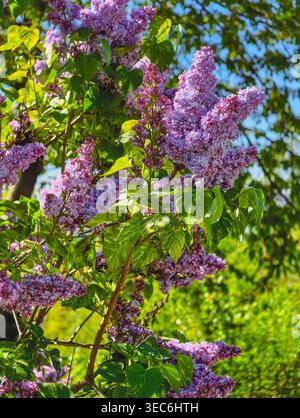 Vue rapprochée des fleurs de lilas dans les tons violets et lavande avec des feuilles vertes et un ciel bleu. Image florale de printemps élégante pour papier peint et design. Banque D'Images