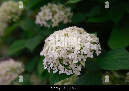 Cette image présente une vue détaillée de près d'une hortensia blanche en fleurs connue sous le nom d'hortensia arborescens montrant un amas dense et arrondi de petites delica Banque D'Images