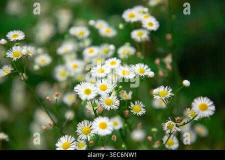 Cette image présente un groupe de petites fleurs blanches de fleabane connues sous le nom d'Erigeron annuus poussant étroitement ensemble dans un environnement naturel de prairie. Le d Banque D'Images