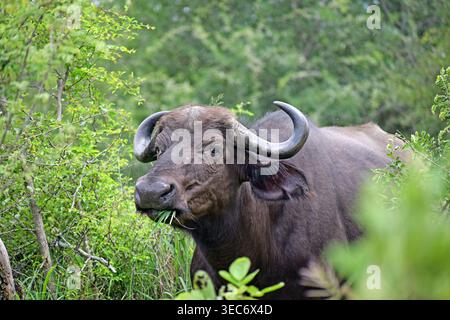 Alimentation portrait de Cape Buffalo Banque D'Images
