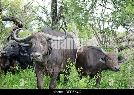 Troupeau de Cape Buffalo avec Oxpecker à bec rouge Banque D'Images