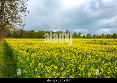 Un large champ de colza en pleine fleur jaune bordé par une forêt et un ciel nuageux, avec des branches d'arbres encadrant la scène de gauche. Banque D'Images