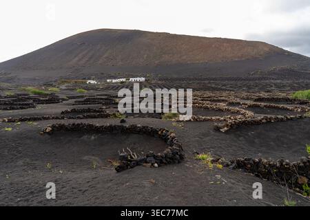 Un paysage viticole unique sur l'île volcanique de Lanzarote, avec de bas murs de pierre protégeant les vignes. Banque D'Images
