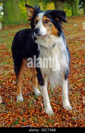 Border collie profite d'une promenade d'automne parmi les feuilles tombées dans les bois pendant une journée lumineuse Banque D'Images