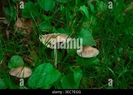 Il s'agit d'une charmante photo macro détaillée capturant un groupe de petits champignons sauvages de champ prospérant dans leur habitat naturel. La scène est activée Banque D'Images