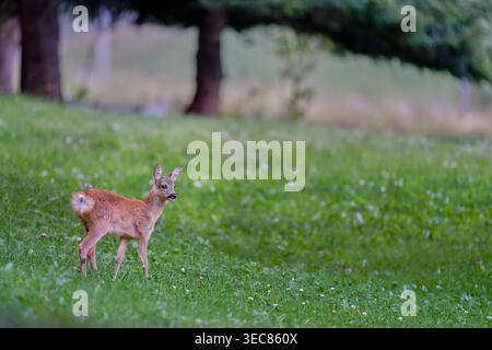 Jeune chevreuil debout dans un pré vert à Valchiavenna, Lombardie, Italie Banque D'Images