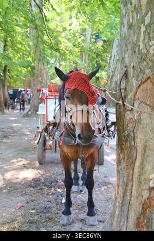 Cheval autocar en Bosnie, près de Sarajevo : point de départ de l'avenue menant à la source de la rivière Bosna. Les calèches attirent les visiteurs là-bas. Banque D'Images