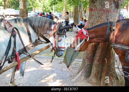 Chevaux autocars en Bosnie, près de Sarajevo : point de départ de l'avenue menant à la source de la rivière Bosna. Les calèches attirent les visiteurs là-bas. Banque D'Images