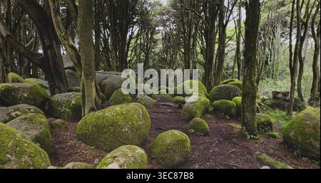 Parc naturel de Sintra Cascais paysage forestier mystique, avec d'anciens arbres torsadés et de grands rochers de granit couverts intensément de mousse verte vibrante. Arrière-plan naturel. Vol de drone à faible angle Banque D'Images