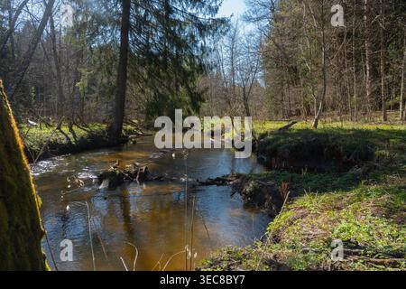 L'eau coule doucement à travers une zone boisée sous un ciel dégagé. La lumière du soleil brille sur le ruisseau, entouré d'arbres et de berges herbeuses au début de l'année Banque D'Images