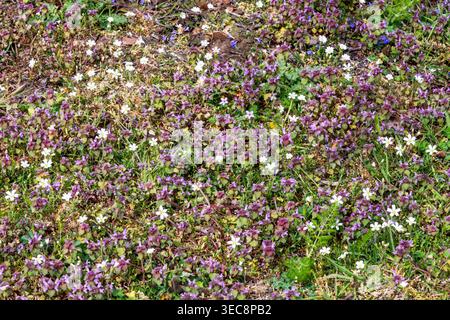 Un tapis d'armoise, Rabelera holostea, et auto-cicatrisation, Prunella vulgaris, des fleurs sauvages dans un jardin animalier Norfolk. Banque D'Images