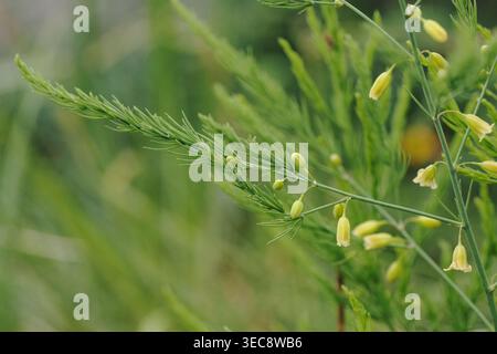 Asperges sauvages (Asparagus officinalis subsp. Prostratus) floraison parmi les roches calcaires sur un promontoire côtier, Asturies, Espagne, juin. Banque D'Images