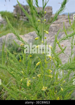 Asperges sauvages (Asparagus officinalis subsp. Prostratus) floraison parmi les roches calcaires sur un promontoire côtier, Asturies, Espagne, juin. Banque D'Images