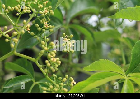 Inflorescence de Virginia Creeper Vine Banque D'Images