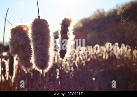 Gros plan sur Fluffy Cattail Seedheads en hiver Banque D'Images