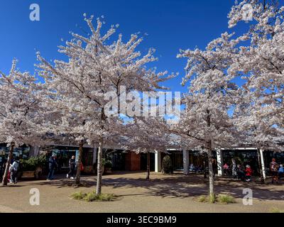 Yoshino cerisier en fleur près de l'entrée principale à RHS Wisley, un matin ensoleillé de printemps à Wisley, Surrey, Royaume-Uni Banque D'Images