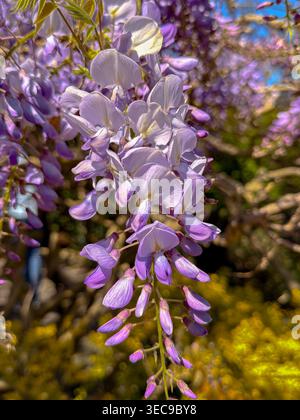 Gros plan sur les magnifiques fleurs violettes d'une Wisteria chinoise, (Wisteria sinensis) un jour de printemps au Royal Botanic Garden Kew, Londres Banque D'Images