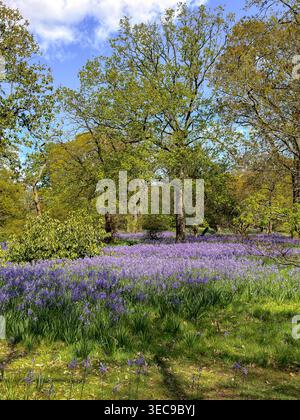 Bluebells anglais, Hyacinthoides non - scripta, tapis le sol de la forêt par un jour de printemps ensoleillé au Royal Botanic Gardens à Kew, Londres Banque D'Images