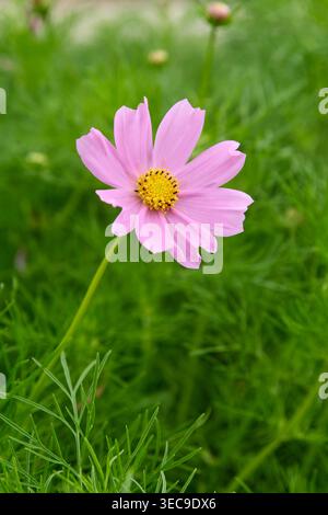 fleur de cosmos rose clair avec étamines jaunes sur fond de prairie verte, vue latérale avec mise au point douce et espace de copie Banque D'Images