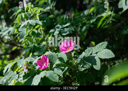 Roses sauvages au bord de la forêt Banque D'Images