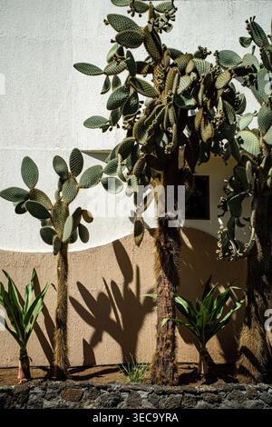 Cactus de barbarie projetant des ombres près d'un mur ensoleillé dans les îles Galapagos, Équateur. Banque D'Images