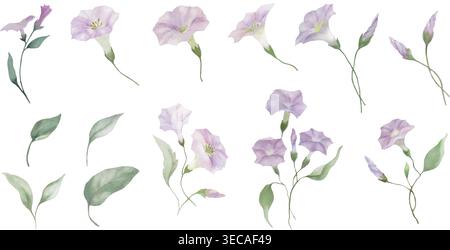 Ensemble d'éléments floraux de gloire matinale aquarelle. Collection de fleurs, de bourgeons et de feuilles vertes mauves isolées sur fond blanc. Vecteur EPS. Illustration de Vecteur