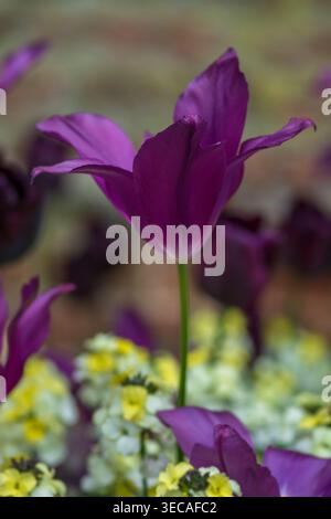 Fleur de tulipe violette, cultivar de tulipe 'Purple Dream', groupe de tulipes à fleurs de lis, printemps.Tulipes d'avril à mai. Banque D'Images