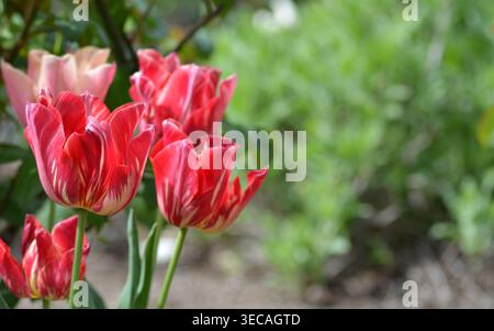 Tulipe rayée rouge et blanche, tulipe de Rembrandt, tulipes bicolores, Banque D'Images