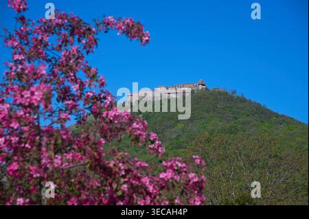 Visegrad, Hongrie - 18 avril 2026 : vue panoramique du château historique de Visegrad sur une colline, encadrée par des fleurs de printemps roses en fleurs. Banque D'Images