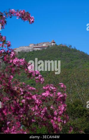 Visegrad, Hongrie - 18 avril 2026 : vue panoramique verticale du château médiéval de Visegrad sur une colline, encadrée par des fleurs roses florissantes. Banque D'Images
