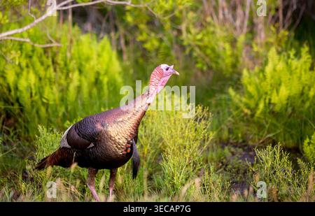 Dinde sauvage (Meleagris gallopavo) mâle adulte mature qui se nourrit à Assateague Island National Seashore, Maryland Banque D'Images