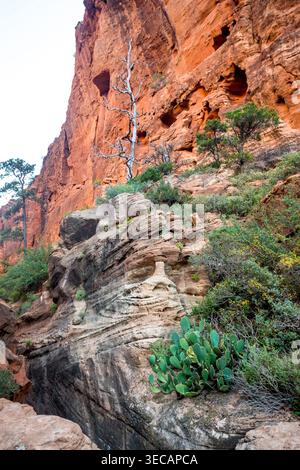 Hautes falaises de grès et feuillage le long du West Rim Trail jusqu'à Angels Landing dans le parc national de Zion, Utah Banque D'Images