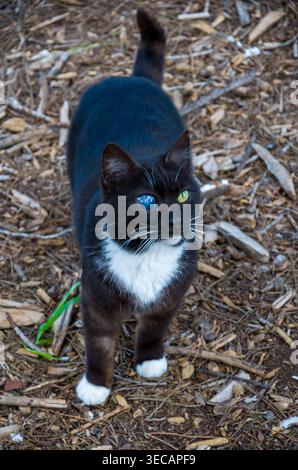 Chat noir et blanc avec hétérochromie à l'extérieur Banque D'Images