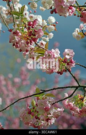 Plein cadre Prunus Oshokun cerisier en fleurs : bourgeons rouges carmin et fleur rose semi-double blush sur des rameaux tordus, considérés comme éteints dans la nature Banque D'Images