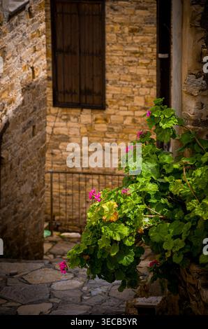 Ruelle en pierre avec géraniums fleuris à la lumière du soleil Banque D'Images