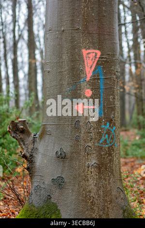 Hêtre commun (Fagus sylvatica), un point d'exclamation rouge sur un tronc d'arbre dans la forêt avertissant de la chute de branches, Allemagne, Rhénanie du Nord-Westphalie, Sau Banque D'Images