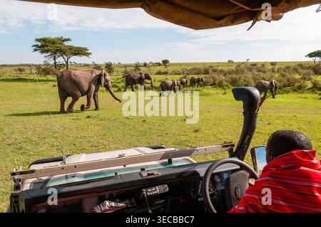 Éléphant d'Afrique, éléphant de brousse d'Afrique, éléphant de savane d'Afrique (Loxodonta africana), vue d'un troupeau d'éléphants d'une jeep safari, Kenya, Narok C. Banque D'Images